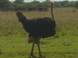 Struisvogels in de wei